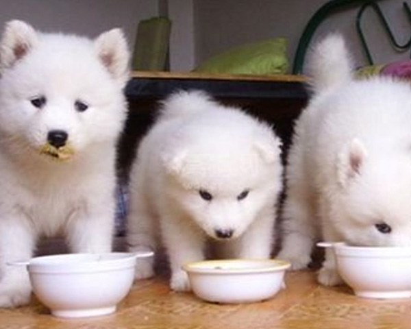 湖北好物暖宠心！幼年期犬粮喂养有技巧，搭配温水泡软，幼犬进食更轻松