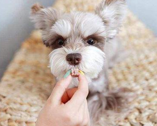 湖北质造宠粮赞！幼年期犬粮别乱买，选适合小型 / 中型幼犬款，精准补营养