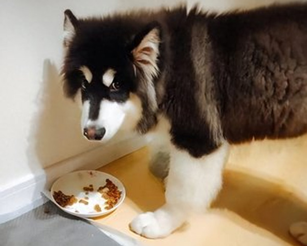 湖北匠心宠粮赞！成年期犬粮含优质蛋白，强韧成犬体质，贴心守护岁月陪伴