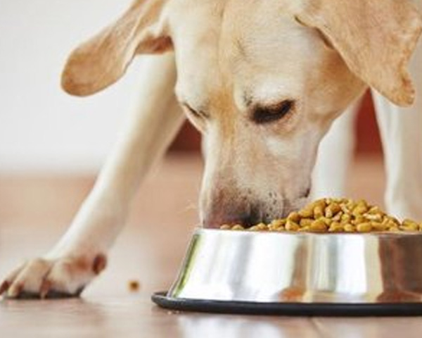 点赞湖北宠粮！成年期犬粮精准控脂，适配成犬能量需求，陪伴爱犬活力每一天