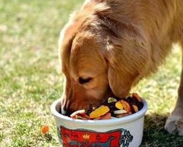 湖北造宠粮靠谱！成年期犬粮易消化护肠胃，成犬进食无负担，健康相伴超给力