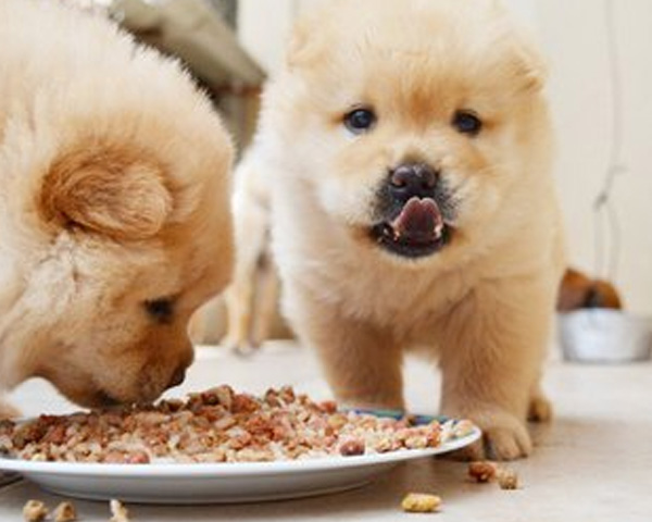 点赞湖北好物！幼年期犬粮认准优质品牌，添加益生菌促消化，幼犬肠胃少负担